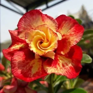 4 Red Orange Desert Rose Seeds - Adenium Obesum Flower Seeds - Perennial - Image 8