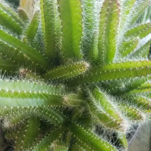 4x Dog Tail Cactus Cuttings - Aporocactus Flagelliformis Succulent - Live Plant - Image 2