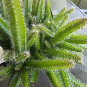 4x Dog Tail Cactus Cuttings - Aporocactus Flagelliformis Succulent - Live Plant - Image 3