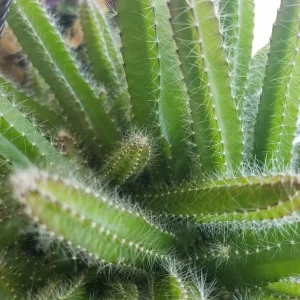 4x Dog Tail Cactus Cuttings - Aporocactus Flagelliformis Succulent - Live Plant - Image 4