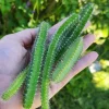 4x Dog Tail Cactus Cuttings - Aporocactus Flagelliformis Succulent - Live Plant - Image 1