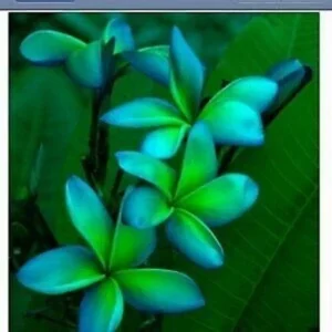 5 Blue Green Plumeria Seeds - Exotic Tropical Flower Seeds - Image 21