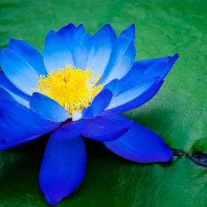 5 Blue Lotus Seeds - Nelumbo nucifera - Flowering Hardy Tropical - Image 3