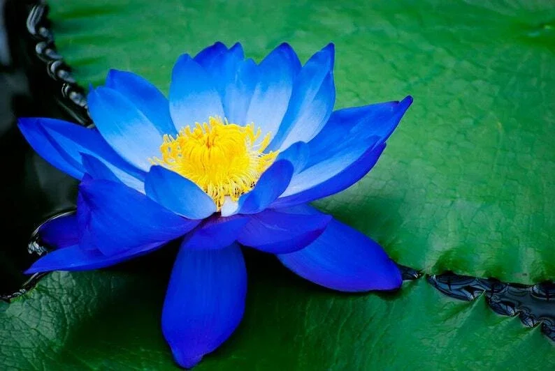 5 Blue Lotus Seeds - Nelumbo nucifera - Flowering Hardy Tropical - Image 3