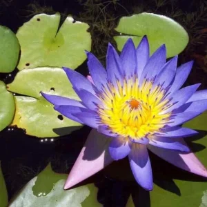 5 Blue Lotus Seeds - Nelumbo nucifera Tropical Water Lily for Ponds & Gardens - Image 5