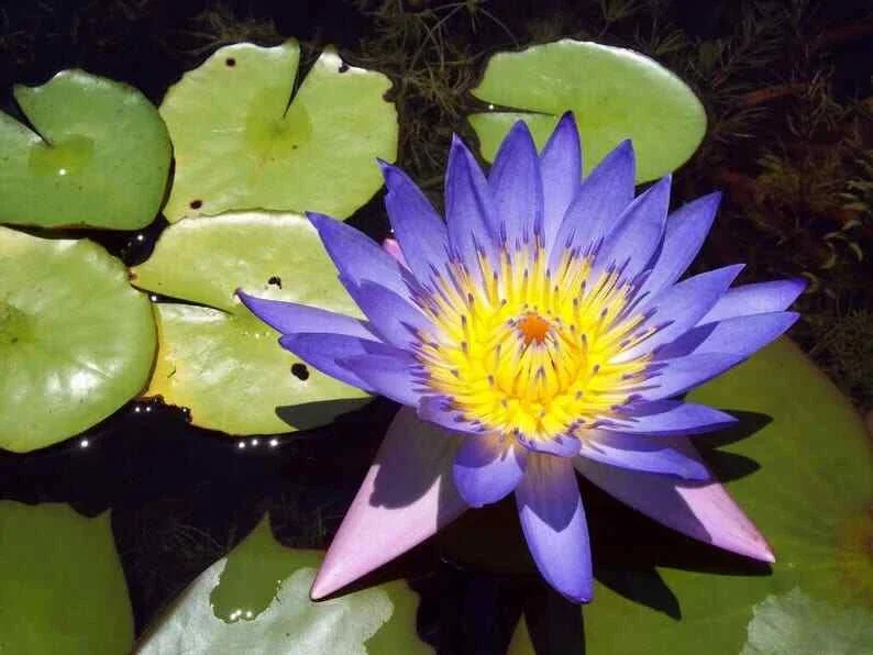 5 Blue Lotus Seeds - Nelumbo nucifera Tropical Water Lily for Ponds & Gardens - Image 5
