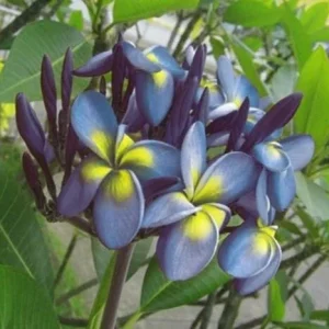 5 Blue Yellow Plumeria Seeds - Tropical Flowering Plants - Image 11
