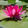 5 Bright Pink Water Lily Seeds - Nymphaea spp. Flowering Blooms Hardy Tropical - Image 1