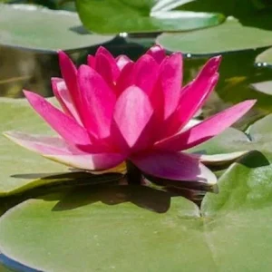 5 Bright Pink Water Lily Seeds - Nymphaea spp. Flowering Blooms Hardy Tropical - Image 1