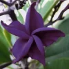 5 Dark Purple Plumeria Seeds - Hawaiian Lei Flower Perennial - Image 1