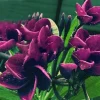 5 Dark Purple Plumeria Seeds - Perennial Flower Seeds for Gardens - Image 1