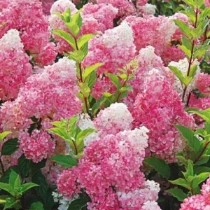 5 Dark Strawberry Hydrangea Seeds - Perennial Hardy Flower Shrub - Image 11