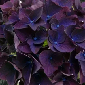 5 Deep Purple Hydrangea Seeds – Perennial Flower Garden Seeds - Image 5