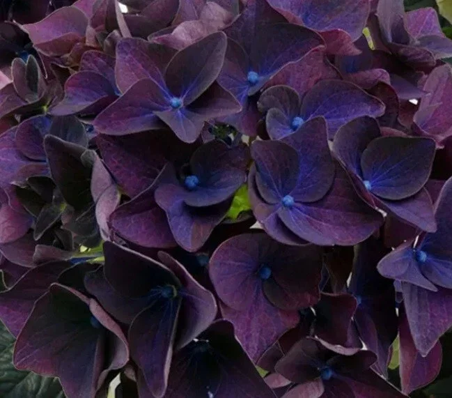 5 Deep Purple Hydrangea Seeds – Perennial Flower Garden Seeds - Image 9