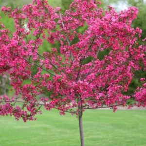 5 Dwarf Pink Dogwood Tree Seeds - Cornus Florida Fubra Flowering Hardy - Image 3