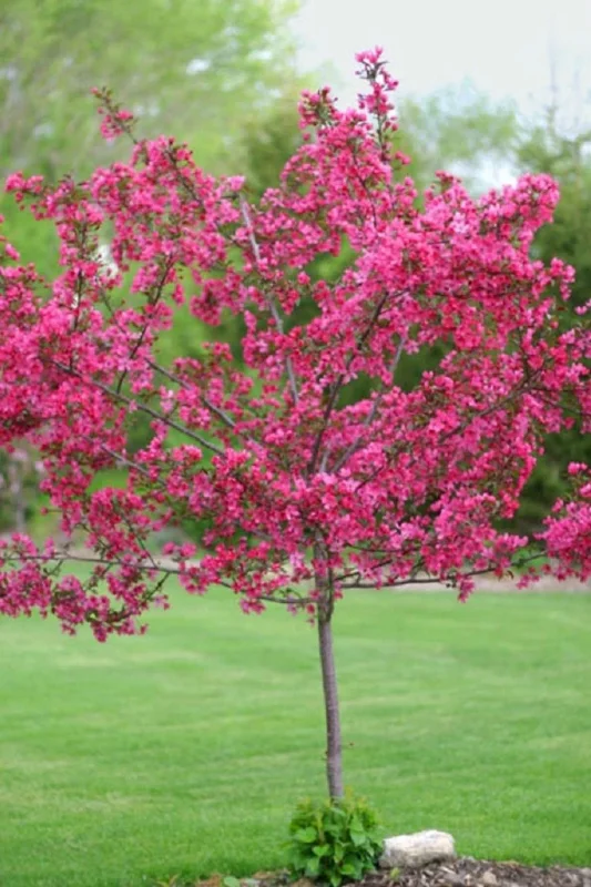5 Dwarf Pink Dogwood Tree Seeds - Cornus Florida Fubra Flowering Hardy - Image 8