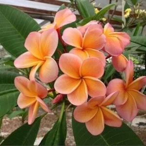 5 Light Pink Orange Plumeria Seeds - Fragrant Tropical Perennial Flower Seeds - Image 21