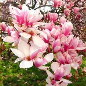 5 Light Pink White Magnolia Seeds - Fragrant Flowering Tree Seeds - Image 2