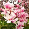 5 Light Pink White Magnolia Seeds - Fragrant Flowering Tree Seeds - Image 1