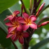 5 Maroon Plumeria Seeds - Hawaiian Flower Perennial Seed - Image 1