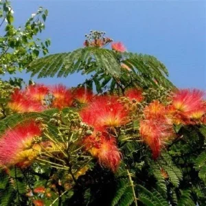 5 Orange Mimosa Tree Seeds - Albizia julibrissin Perennial for Outdoor Garden - Image 6