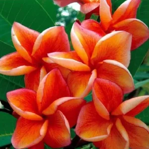 5 Orange Plumeria Seeds - Hawaiian Lei Flower Garden Perennial - Image 7