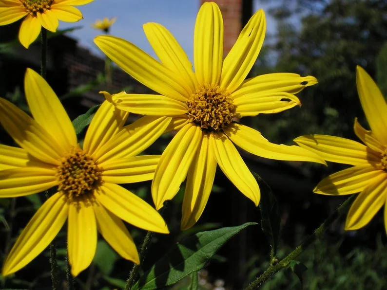 5 Organic Sunchoke Jerusalem Artichoke SEED Tubers for Planting - Image 4