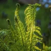 5 Ostrich Fern Rhizomes – Native Shade Perennial Live Plant – Outdoor - Image 1