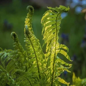 5 Ostrich Fern Rhizomes – Native Shade Perennial Live Plant – Outdoor - Image 1