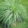 5 Pack Lemongrass Live Plant - Aromatic Rooted Starter Perennial Grass - Image 1