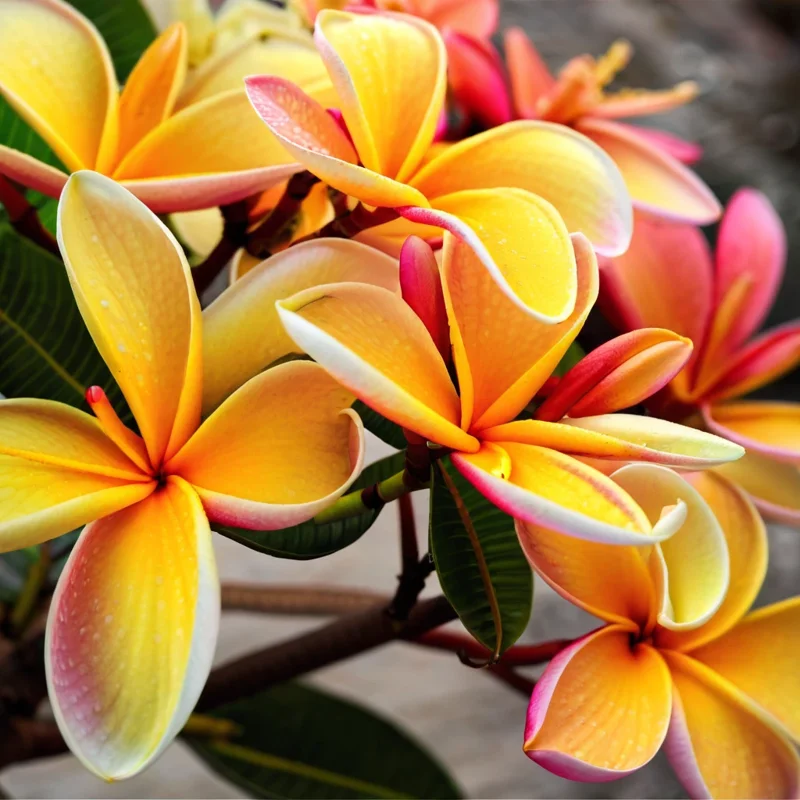 5 Pink Orange Plumeria Seeds - Hawaiian Flower Lei Perennial Bloom - Image 7