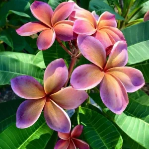 5 Pink Orange Plumeria Seeds – Tropical Flower Seeds for Planting - Image 4