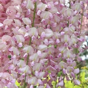 5 Pink Wisteria Seeds - Climbing Vine Perennial Flower Seeds - Image 18