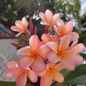 5 Plumeria Seeds - Light Pink Orange Tropical Flower Seeds - Image 3
