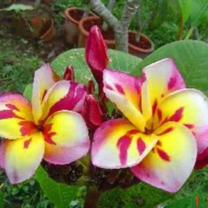 5 Plumeria Seeds – Pink, White, Yellow Hawaiian Flowers – Perennial - Image 7