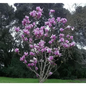 5 Purple Magnolia Seeds - Fragrant Tulip Tree Flower Seeds for Planting - Image 9