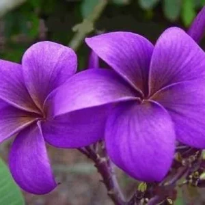 5 Purple Plumeria Seeds - Fragrant Tropical Perennial Flowers - Image 3