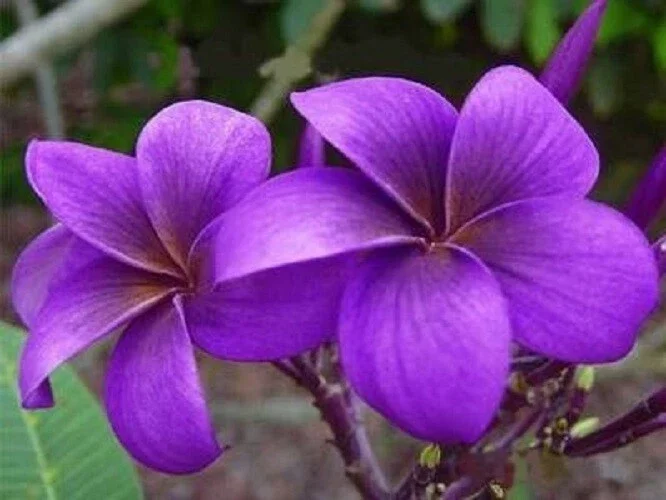 5 Purple Plumeria Seeds - Fragrant Tropical Perennial Flowers - Image 5