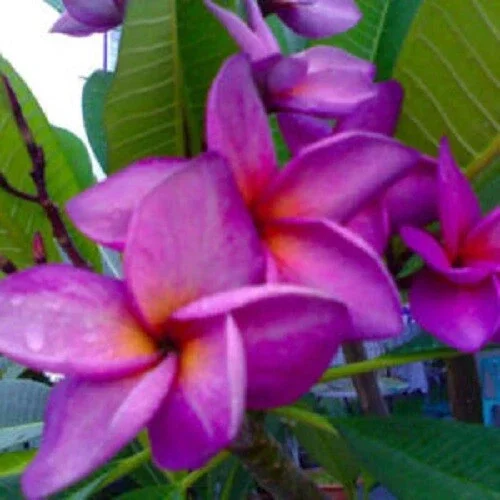 5 Purple White Plumeria Seeds - Perennial Flower Seeds for Outdoor Planting - Image 6