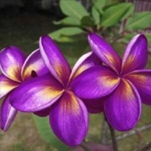 5 Purple Yellow Plumeria Seeds - Exotic Flowering Plant Seeds - Image 7
