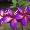 5 Purple Yellow Plumeria Seeds - Exotic Flowering Plant Seeds - Image 1