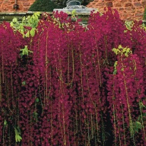 5 Red Black Dragon Wisteria Seeds - Vine Climbing Flower Perennial - Image 12