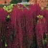 5 Red Black Dragon Wisteria Seeds - Vine Climbing Flower Perennial - Image 1