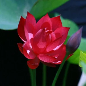 5 Red Lotus Seeds - Nelumbo nucifera Tropical Flowering Blooms Hardy Water Plant - Image 4