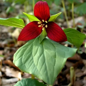 5 Red Trillium Flower Bulbs – Wood Lily Perennial for Shade Gardens - Image 1