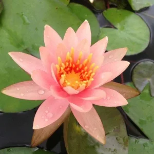 5 Soft Pink Lotus Seeds - Nelumbo nucifera Tropical Aquatic Plant - Image 7