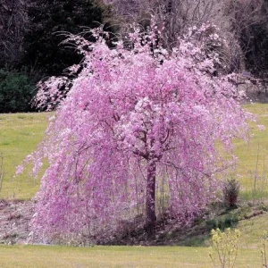 5 Weeping Purple Cherry Tree Seeds - Flowering Japanese Ornamental Tree - Image 1
