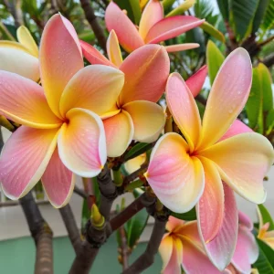 5 White Blush Yellow Plumeria Seeds - Hawaiian Flower Seeds for Planting - Image 11
