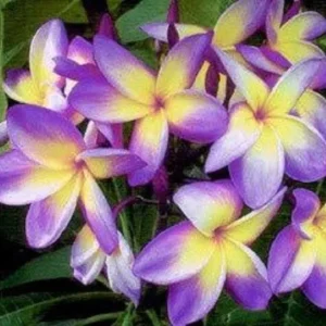 5 Yellow Purple Plumeria Seeds - Tropical Flower Perennial Plant Seeds - Image 8
