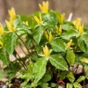5 Yellow Trillium Bulbs – Heirloom Wood Lily – Shade Garden Perennial - Image 1